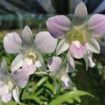 Dendrobium Pink Happy